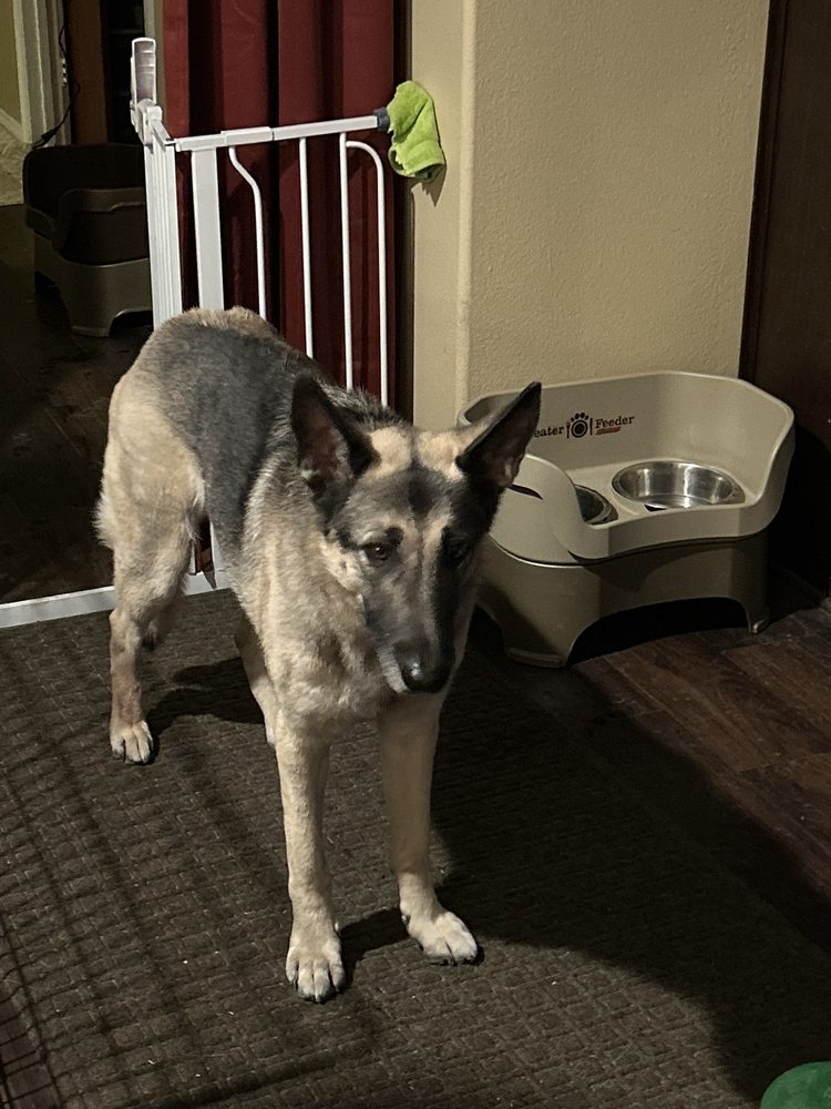 D&K PET SITTERS Laguna Niguel, California House Sitters Phone