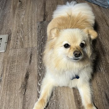 PetSmart - Pet Stores Near Me - Sherman, Texas PetSmart - Pet Stores Near Me - Sherman, Texas