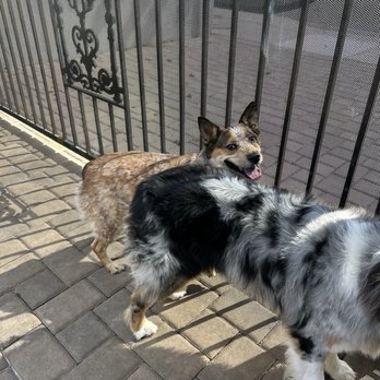 Uncle Pawpaw - Pet Groomers Near Me