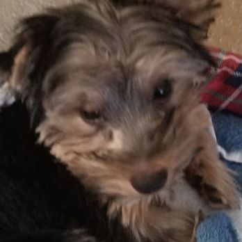 Pet Wize - This is what Pet wise did to my Yorkie Coco - Pet Stores Near Me - Tampa, Florida