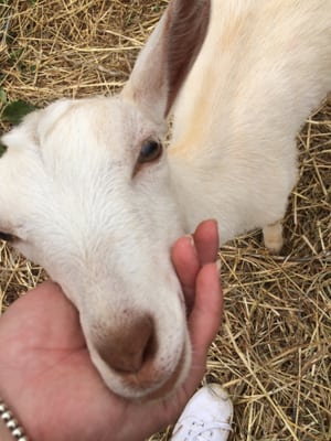 Caromont Farm by null