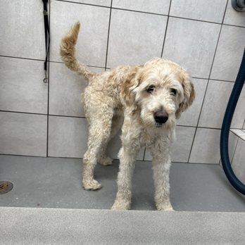 Pet Supplies Plus Weatherford - Before bath of my friend Ollie - Pet Stores Near Me - Weatherford, Texas Pet Supplies Plus Weatherford - Before bath of my friend Ollie - Pet Stores Near Me - Weatherford, Texas