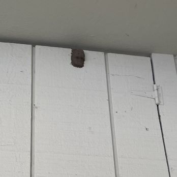 Hemer's Pest Control - Mud Dauber Wasp Nest - Pest Control Near Me - San Jose, California Hemer's Pest Control - Mud Dauber Wasp Nest - Pest Control Near Me - San Jose, California