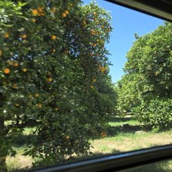 Old Grove Farms - Orange Grove