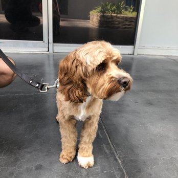 Ok Pet Grooming - Pet Groomers Near Me - Santa Clara, California Ok Pet Grooming - Pet Groomers Near Me - Santa Clara, California
