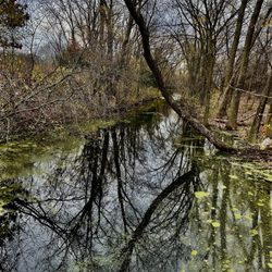 Springbrook Nature Center