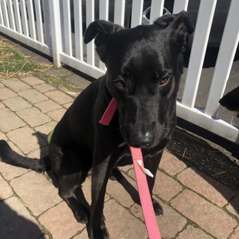 pet valu bark collar