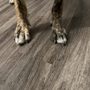 Photo of We Love Paws