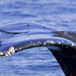 Jamie's Whaling Station - Grey whale fluke
