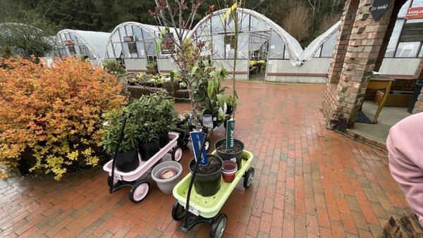 Big Bloomers Flower Farm