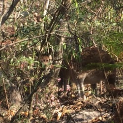 Mt Lofty Summit - A wild Kangaroo!
