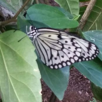 Butterfly Pavilion - Museums Near Me - Westminster, Colorado Butterfly Pavilion - Museums Near Me - Westminster, Colorado