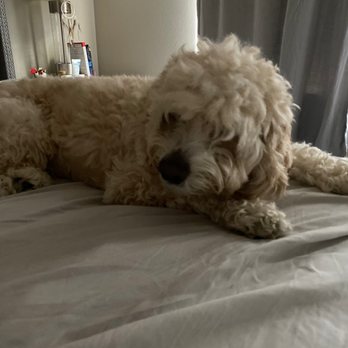 Dogs In Styles Mobile Grooming - This is Bruce - Pet Groomers Near Me