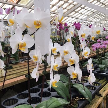 Zuma Canyon Orchids - Nurseries & Gardening Near Me - Malibu, California Zuma Canyon Orchids - Nurseries & Gardening Near Me - Malibu, California