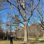 Photo of Lowery tree service