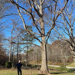 Lowery tree service - Before