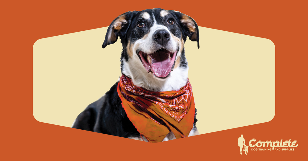 Complete Dog Training NOVA