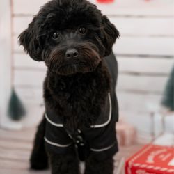 Lovely Cuts Pet Grooming - Toy poodle groom