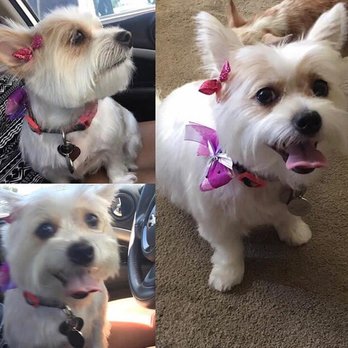 Groom & Board - Hermoine ready for the world - Pet Groomers Near Me - Placentia, California