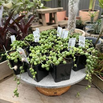 Flora Grubb Gardens - String of pearls - Nurseries & Gardening Near Me - San Francisco, California