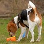 Photo of Hundeverein Rimpar