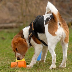 Hundeverein Rimpar