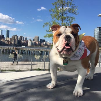 Citibulldogs - Pet Services Near Me Citibulldogs - Pet Services Near Me