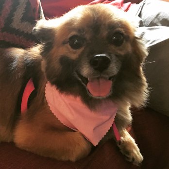 Gentle Touch Dog Grooming - Her face is too cute to be covered by hair. - Pet Groomers Near Me - Brooklyn, New York Gentle Touch Dog Grooming - Her face is too cute to be covered by hair. - Pet Groomers Near Me - Brooklyn, New York