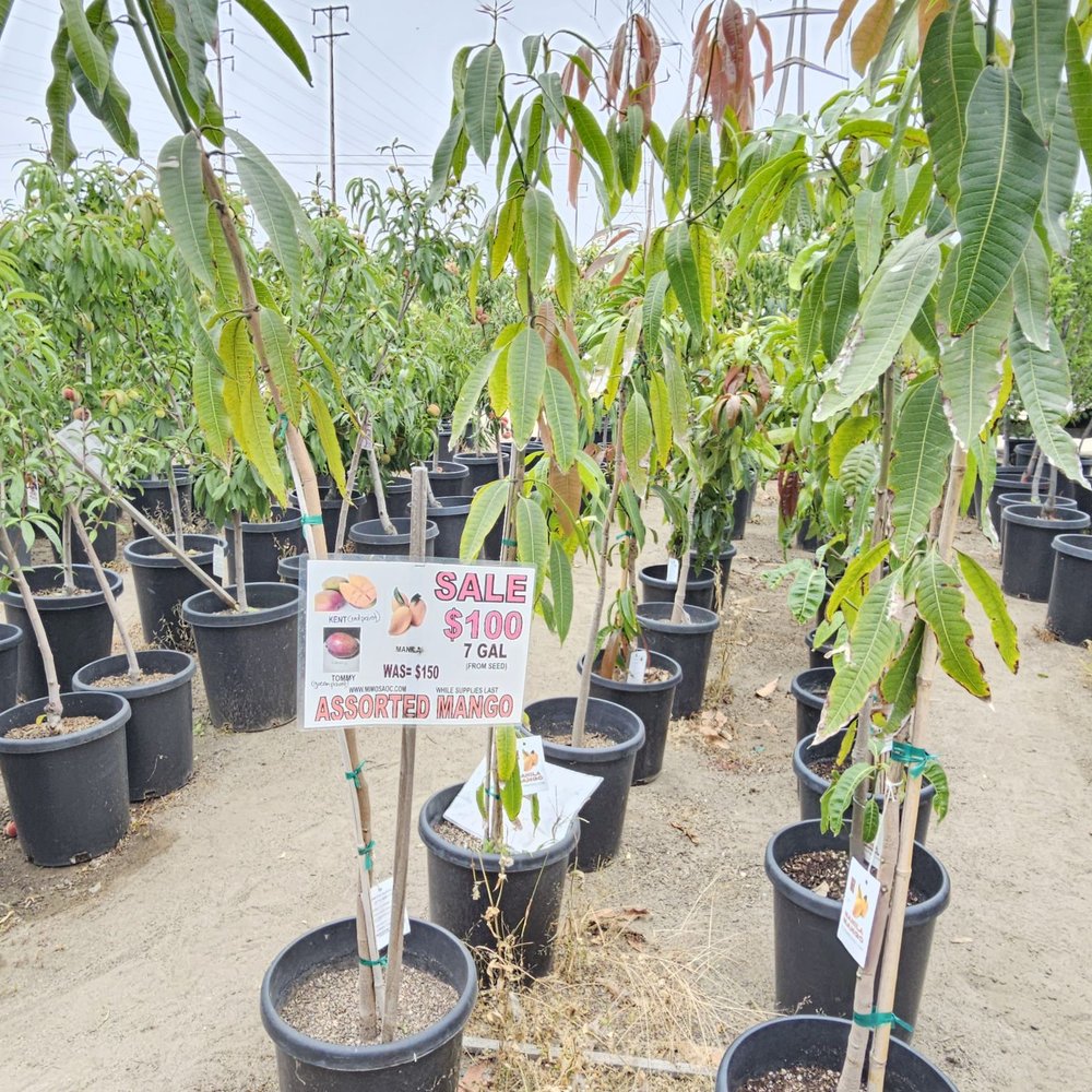 Mimosa Nursery - Assorted mango. 6/14/2025 - Nurseries & Gardening Near Me - Anaheim, California Mimosa Nursery - Assorted mango. 6/14/2025 - Nurseries & Gardening Near Me - Anaheim, California