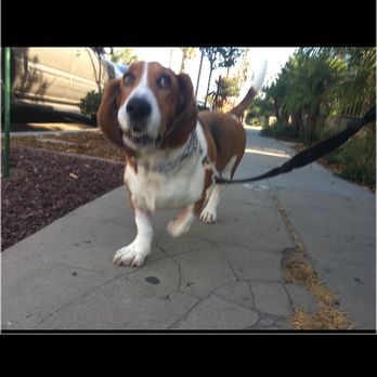 Pooch Patrol - Dog Walkers Near Me - San Diego, California Pooch Patrol - Dog Walkers Near Me - San Diego, California