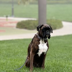 Hudson's Canine Kennels - Tug