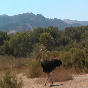 Ostrichland USA - Two regal paired male Ostriches running synchronously and elegantly in a pas de deux. - Attraction Farms Near Me - Solvang, California Ostrichland USA - Two regal paired male Ostriches running synchronously and elegantly in a pas de deux. - Attraction Farms Near Me - Solvang, California