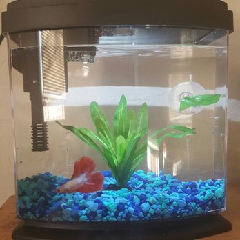 Petco - Sweet little setup from petco - Pet Stores Near Me - Fresno, California Petco - Sweet little setup from petco - Pet Stores Near Me - Fresno, California