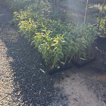 Vazquez Nursery - Nurseries & Gardening Near Me - Huntington Beach, California