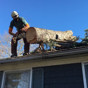 Bryan McFadden Tree Surgeon - Tree Services Near Me - Auburn, Maine