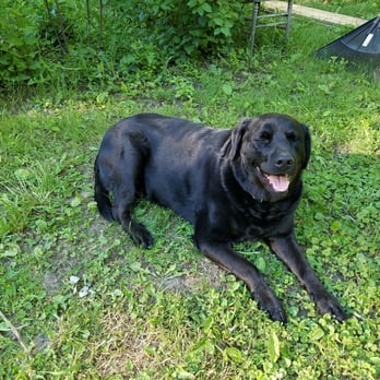 Webster Lake Veterinary Hospital - Gus 2 weeks after meeting his new vet - Veterinarians Near Me - Webster, Massachusetts Webster Lake Veterinary Hospital - Gus 2 weeks after meeting his new vet - Veterinarians Near Me - Webster, Massachusetts