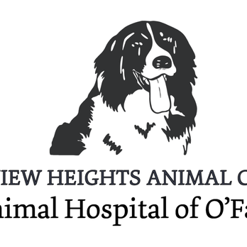 Animal Hospital of O'Fallon - Veterinarians Near Me - O'Fallon, Illinois Animal Hospital of O'Fallon - Veterinarians Near Me - O'Fallon, Illinois