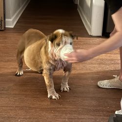 Clear Creek Animal Hospital