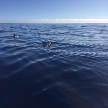 Kauai Sea Tours - Dolphins - Boating Near Me - Eleele, Hawaii