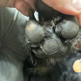 Torn paw pads Torn paw pads