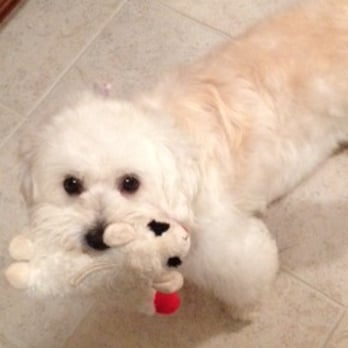 The Barking Lot - Barkley (again!), formerly known as O'Keefe, with his fav toy Lambie. Love! - Animal Shelters Near Me - Ramona, California The Barking Lot - Barkley (again!), formerly known as O'Keefe, with his fav toy Lambie. Love! - Animal Shelters Near Me - Ramona, California