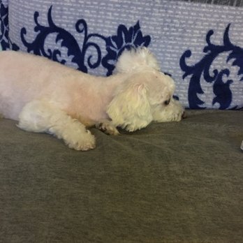 Mr Pet - my puppy is sad and it doesnt want to eat - Pet Groomers Near Me - Fountain Valley, California