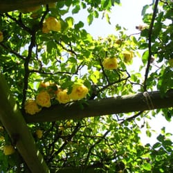Vintage Gardens - Marechal Niel