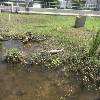 Ultimate Swamp Adventures - Baby gator getting some sun - Tours Near Me - Westwego, Louisiana Ultimate Swamp Adventures - Baby gator getting some sun - Tours Near Me - Westwego, Louisiana