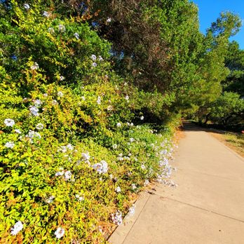 Morcom Municipal Rose Garden - Trail - Parks Near Me - Oakland, California Morcom Municipal Rose Garden - Trail - Parks Near Me - Oakland, California