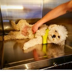 Doggie Style Pet Grooming