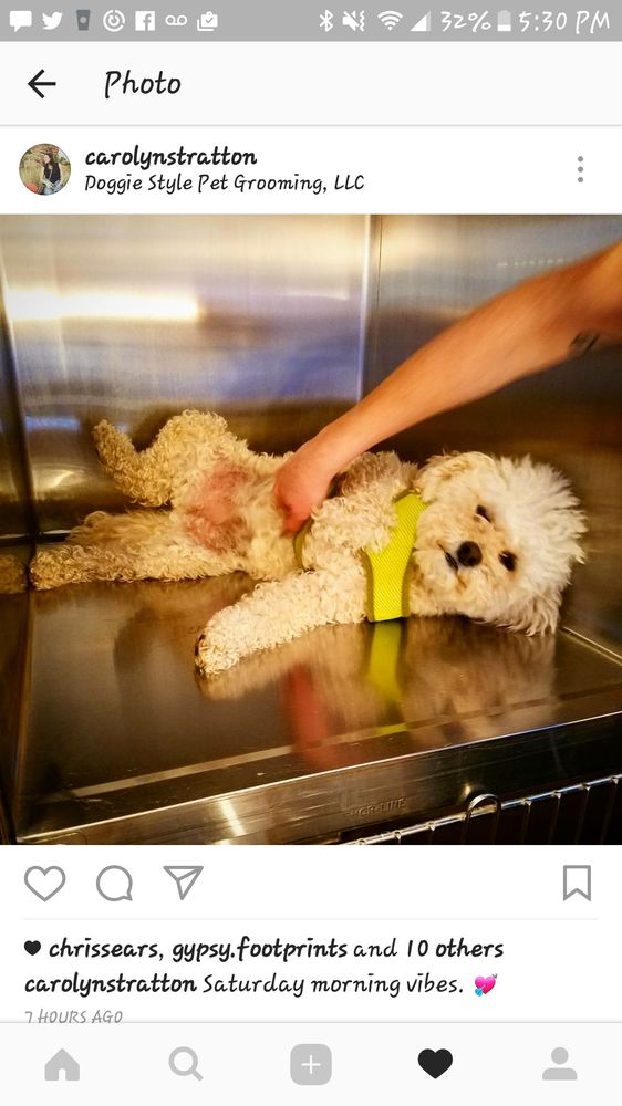 Doggie Style Pet Grooming Image