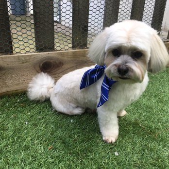 Perfect Pet Salon - Pet Groomers Near Me - Concord, California Perfect Pet Salon - Pet Groomers Near Me - Concord, California