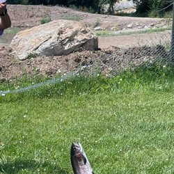 Cold Springs Trout Farm - Amazing catch of the day!