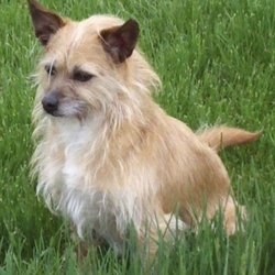 Concord Veterinary Clinic - Tinker
